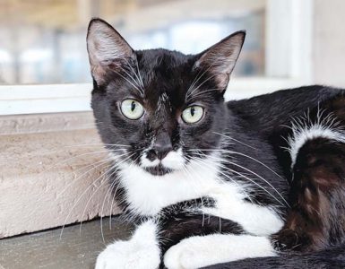 Pet of the Week
